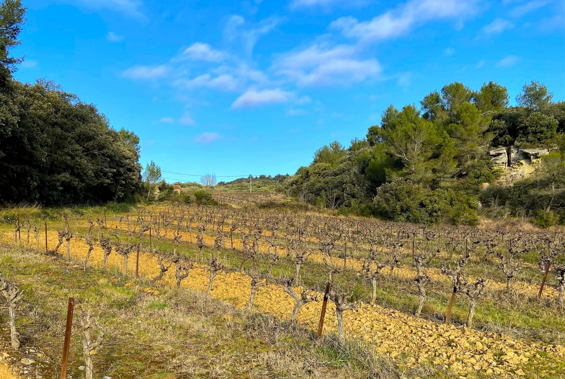 wine estate for sale on Aigues-Vives (11800)